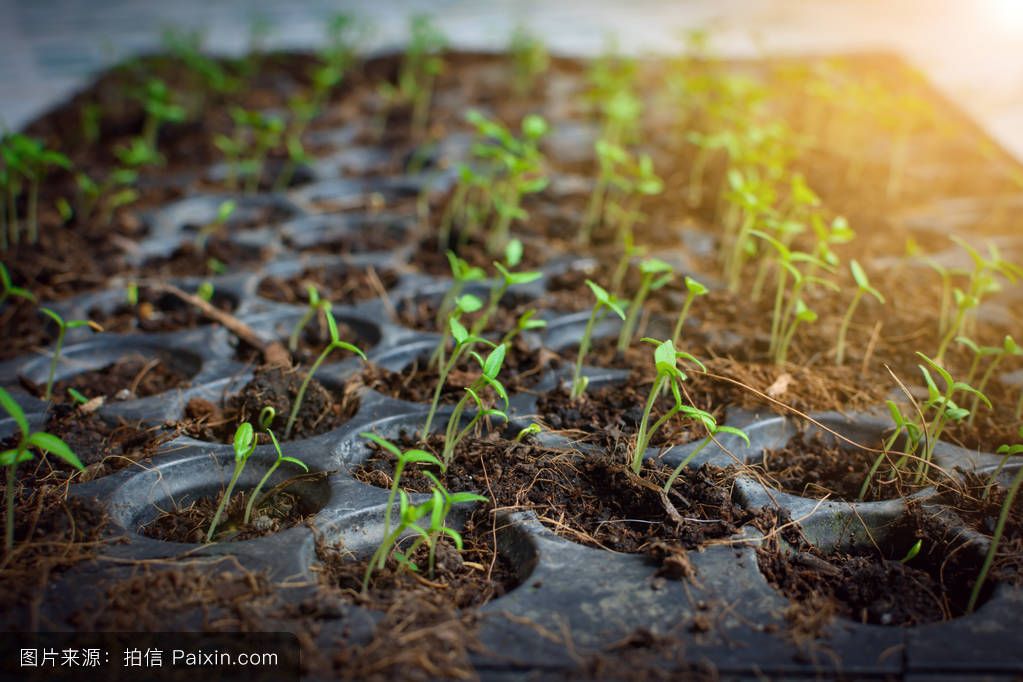 土壤水分速測儀