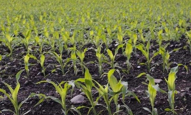 土壤養(yǎng)分測(cè)定儀