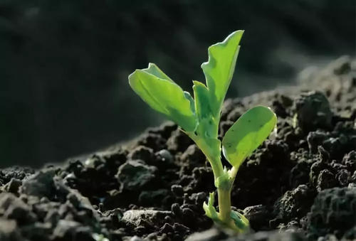 土壤養(yǎng)分肥料速測儀