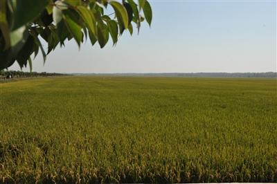 土壤養(yǎng)分分析儀準(zhǔn)確嗎？